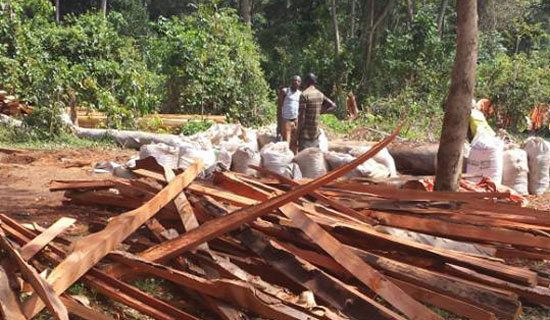 Trees that almost got Masembe lynched